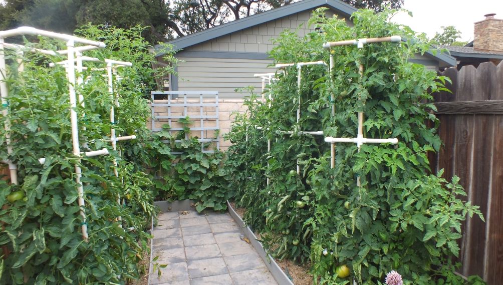 Tomatoes 2 photo Overall2_zps3c817354.jpg